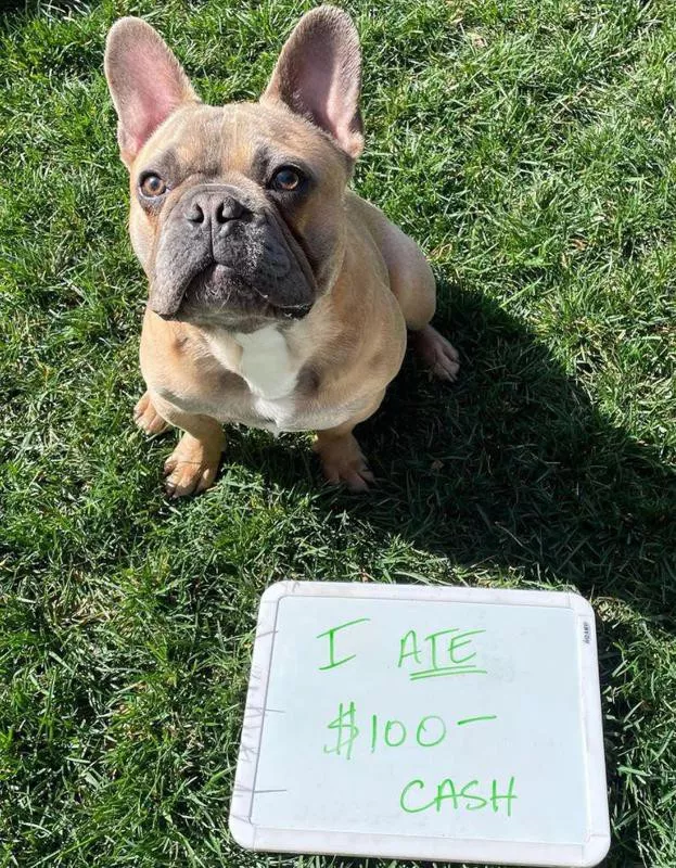 French bulldog with big ears