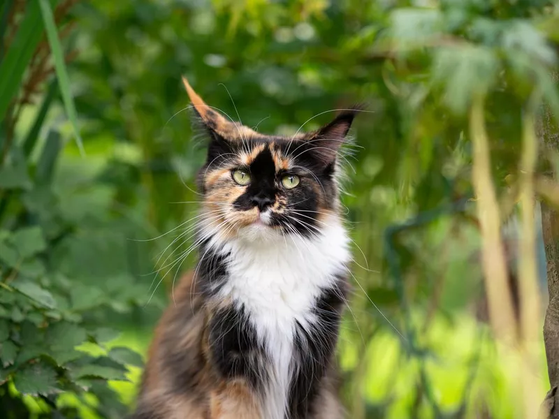 Tortoiseshell cat outdoors portrait in green nature