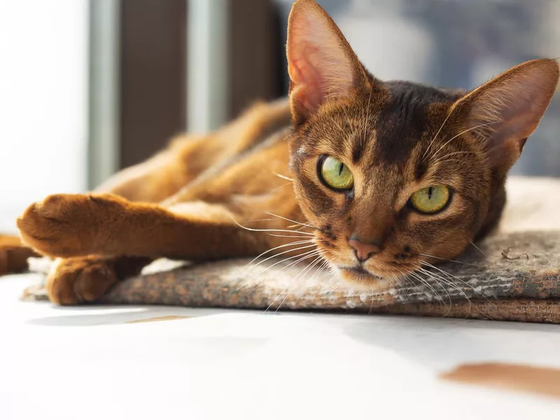 Portrait of an Abyssinian cat