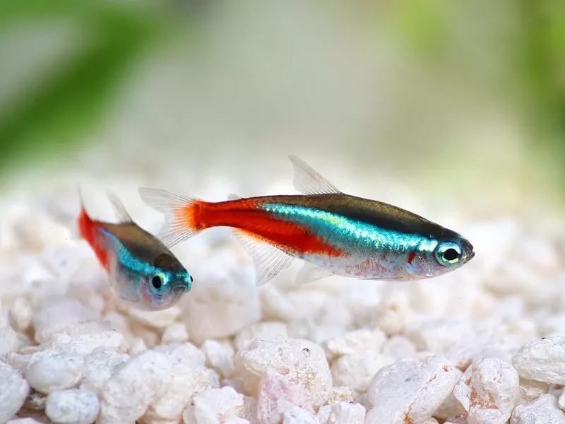 Neon Tetra
