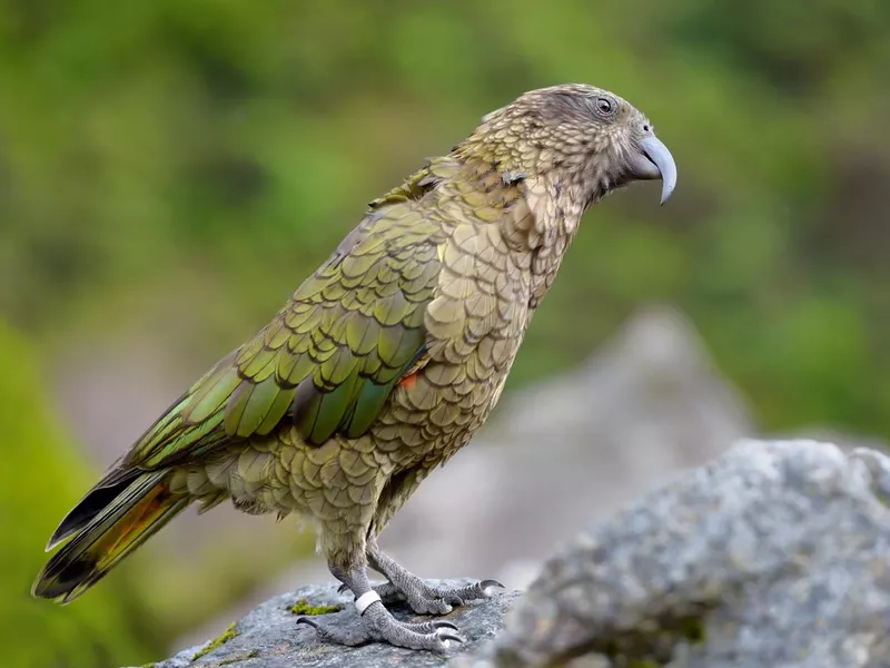 Kea Parrot