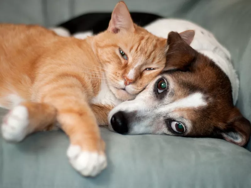 Dog and cat friends