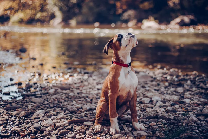 Boxer
