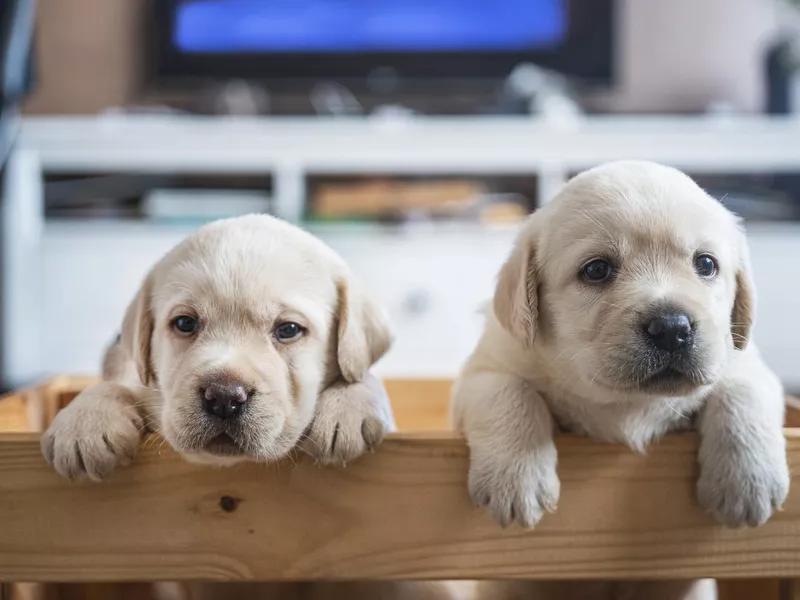 Puppies in a Box