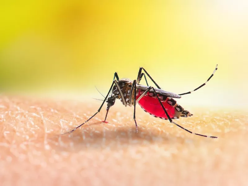 Aedes mosquitoe is sucking blood on human skin