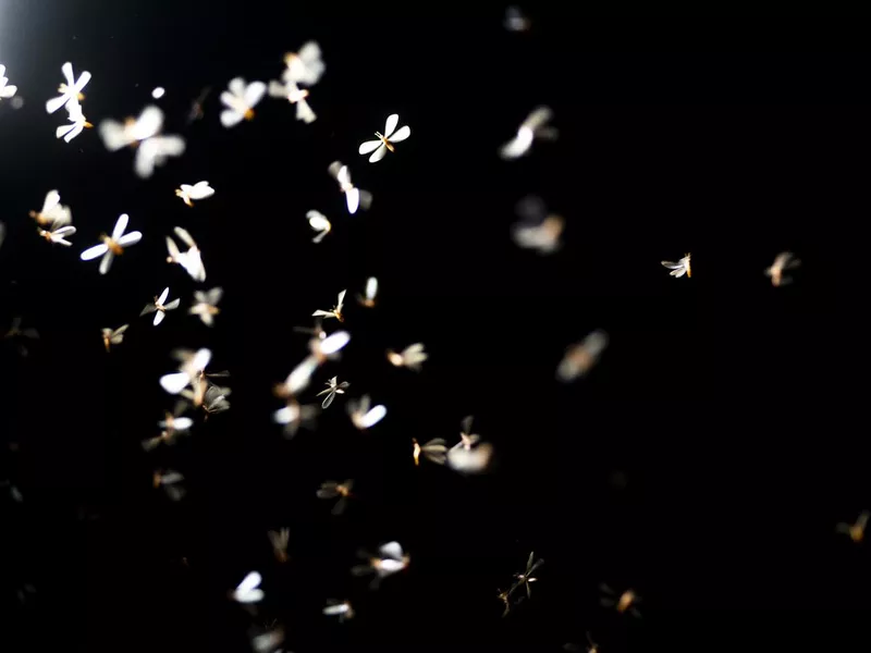 Mayfly flying light playing night time