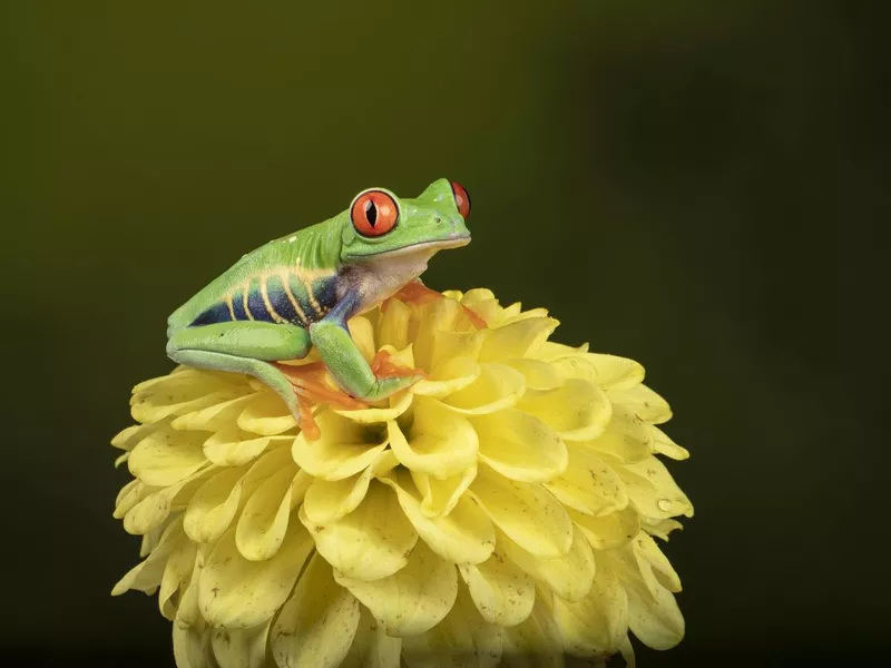 Red-eyed tree frog