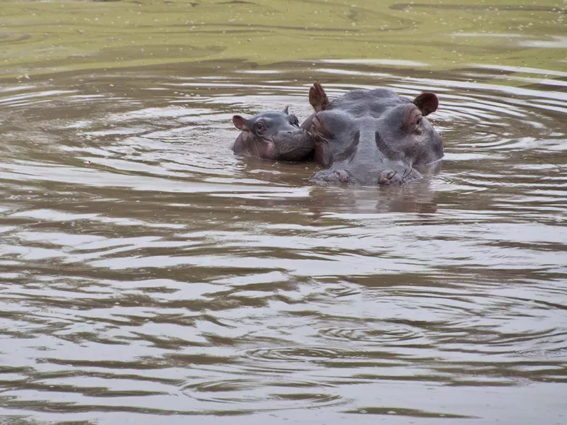 Wild Newborn Baby Hippopotamas calf and Mother In Africa