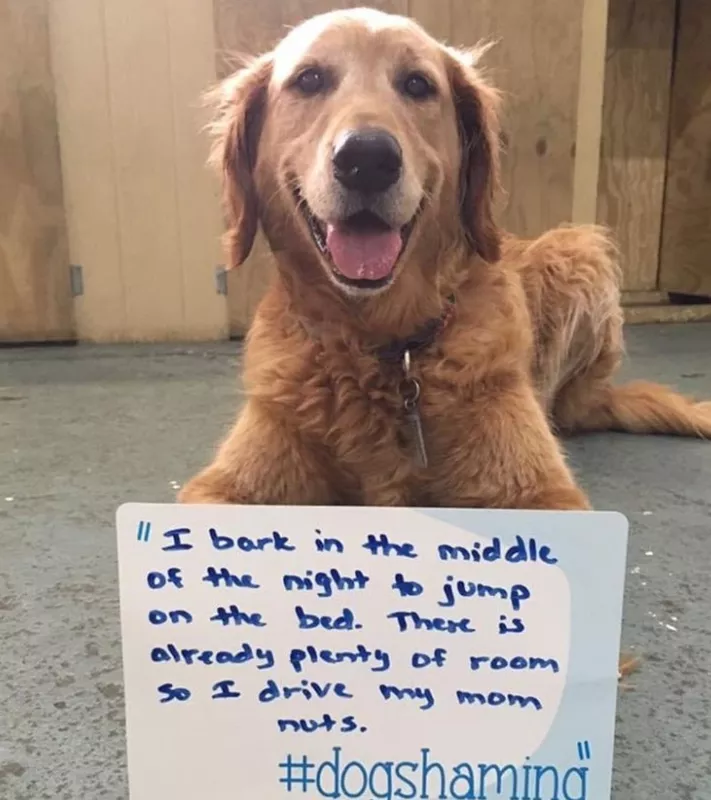 Golden retriever being shamed