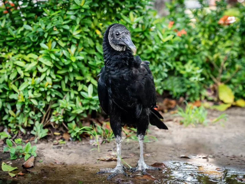 Black Vulture