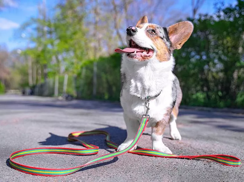 Corgi ready for walk