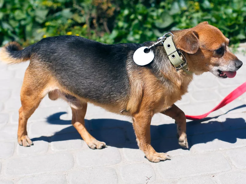 Volunteer walking with stray little dog in shelter