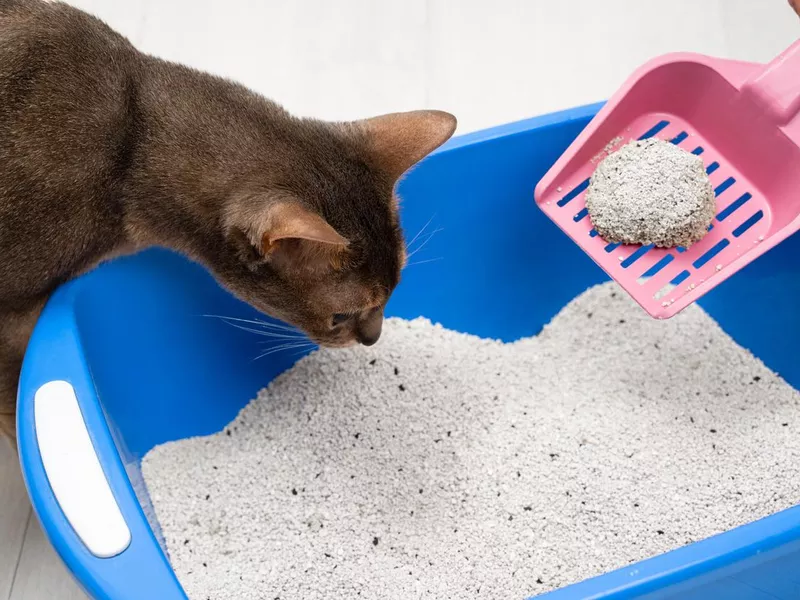 Man cleaning cat litter tray at home, closeup. Cute blue Abyssinian cat sniffing a solid clumps of his toilet on a pink scoop. Cleanliness, pet care and hygiene concept. Closeup