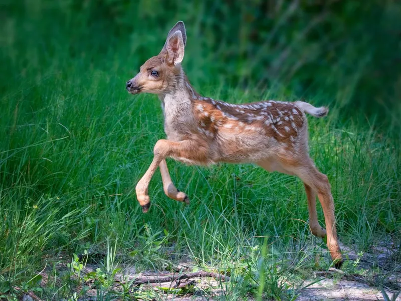 Fawn running through a meadow of wildflowers