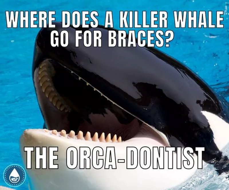 Whale pun meme