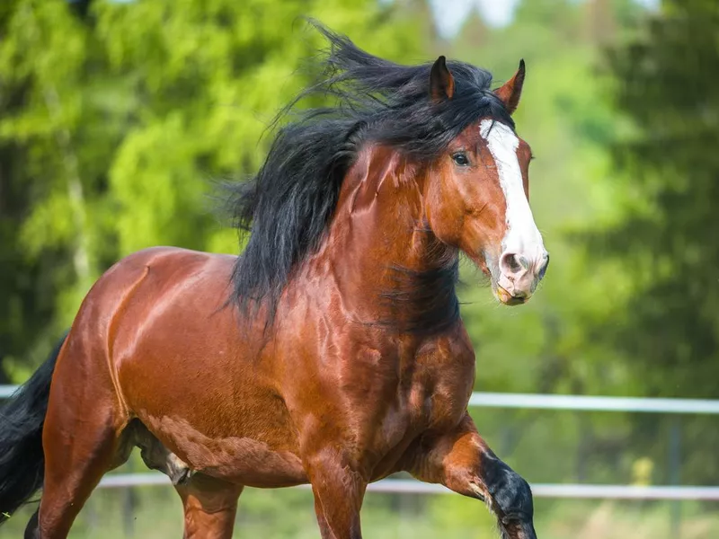 Bay Vladimir Heavy Draft horse