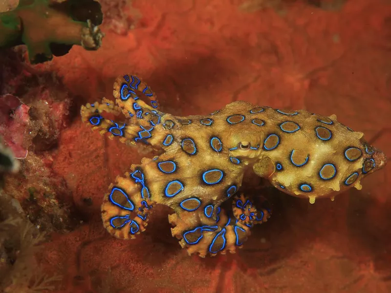 Blue-ringed octopus