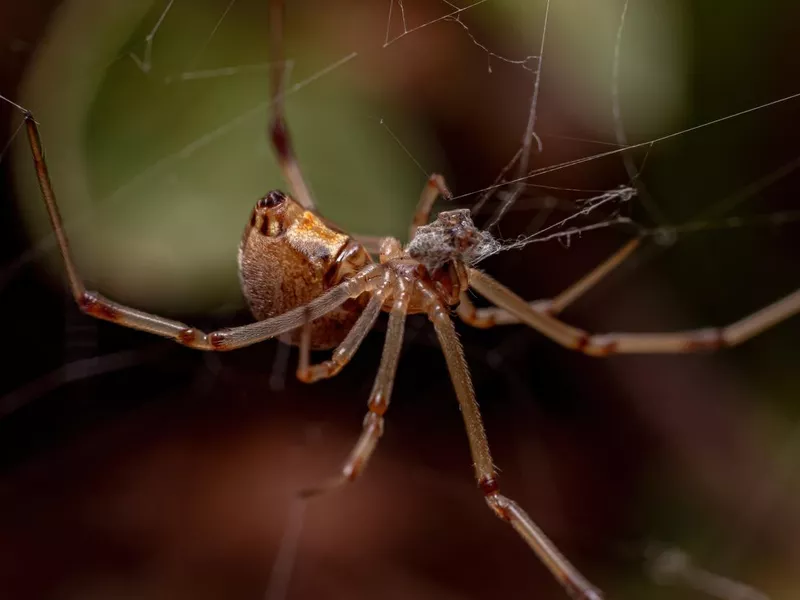 Female Brown Widow