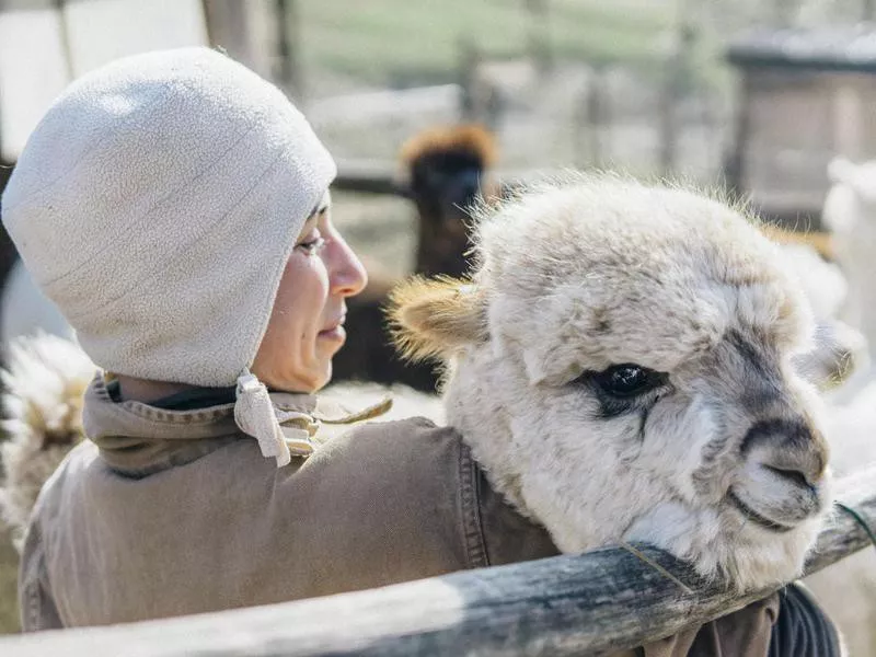 Young woman farmer with her alpacas