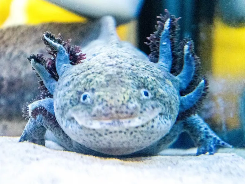 Axolotl Water Dog