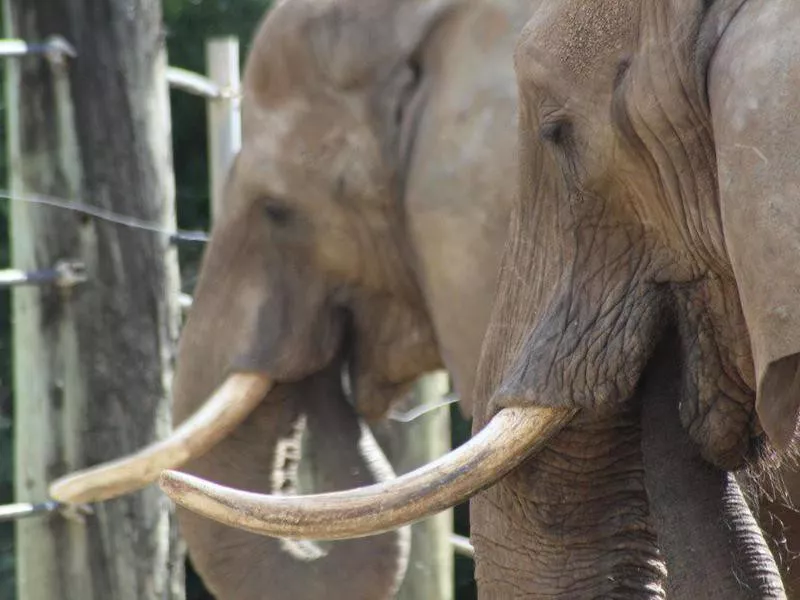 Elephants at Cameron Park Zoo