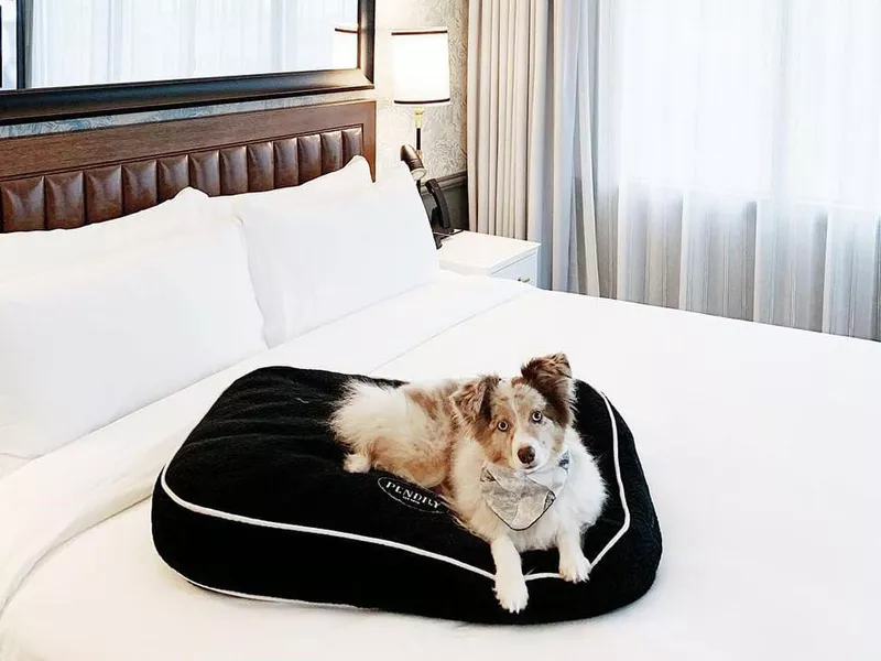 Dog in hotel room at Pendry San Diego