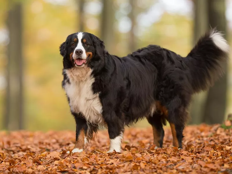 Bernese mountain dog outdoors
