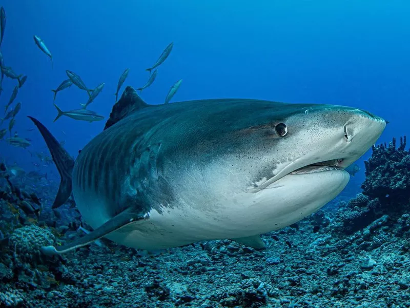 Shark looking to the side