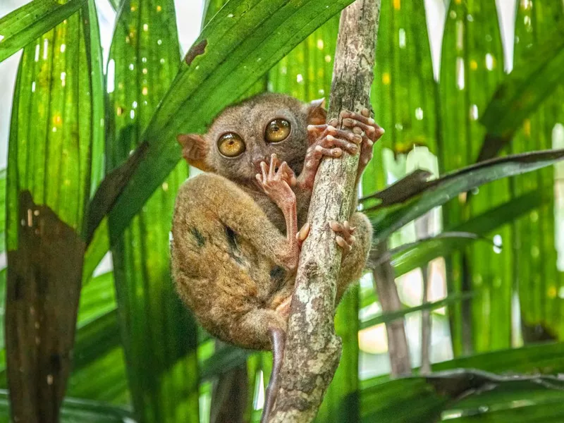 Philippine tarsier