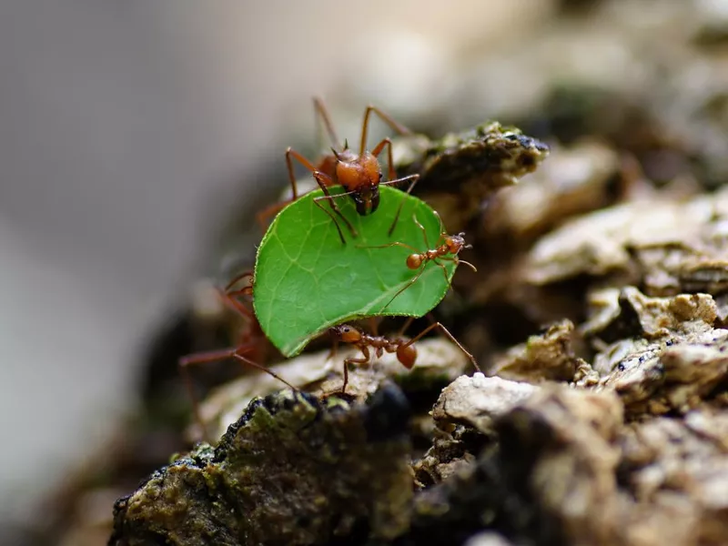 Leaf cutter ant