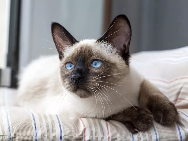 Siamese kitten with blue eyes