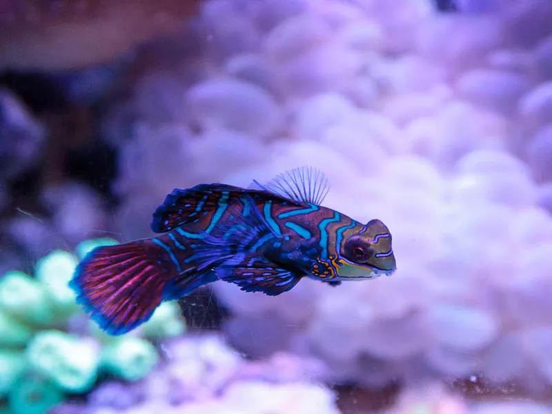 Mandarin dragnet Synchiropus splandidus