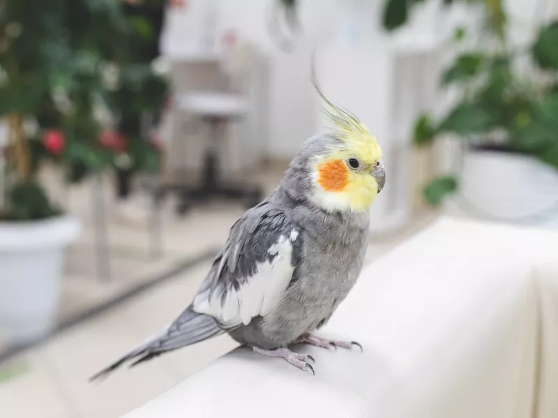 Cockatiel