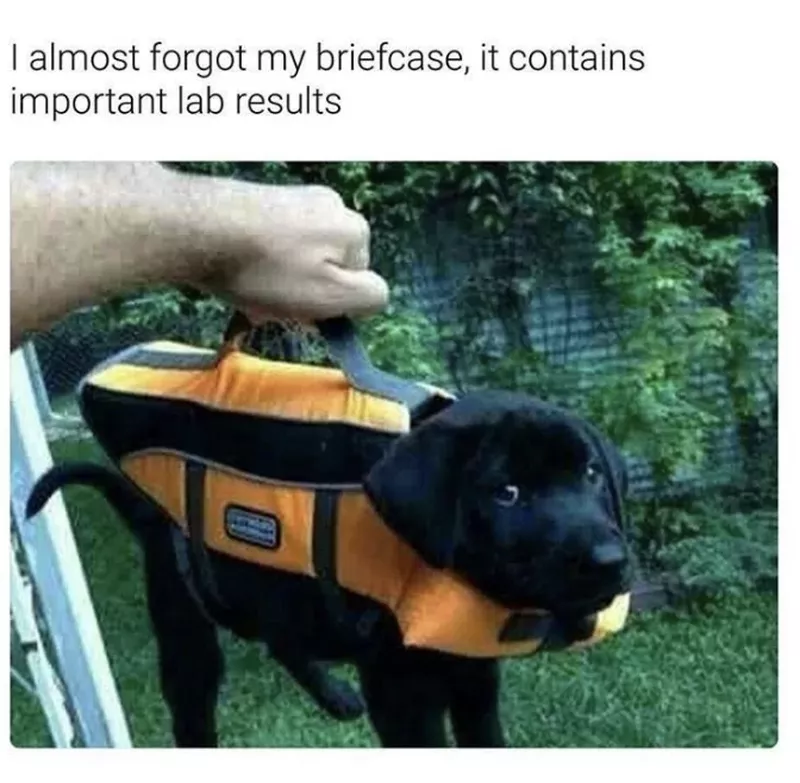 Lab puppy meme