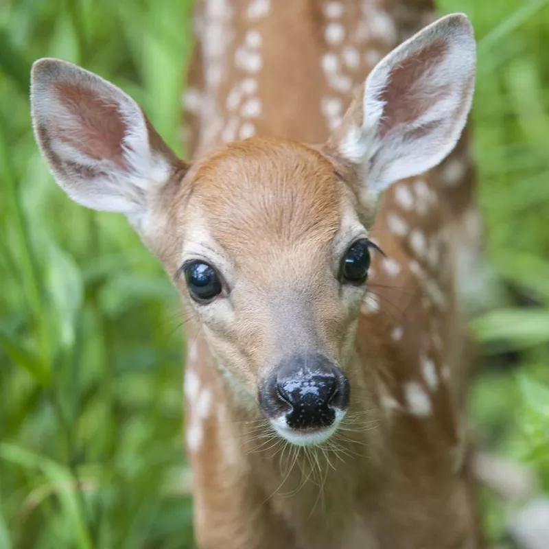 Cute baby deer