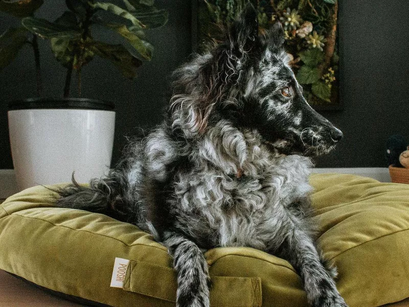 Mudi relaxing at home