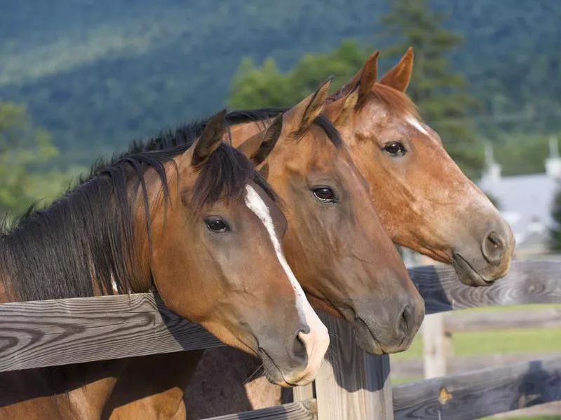 Quarter Horse