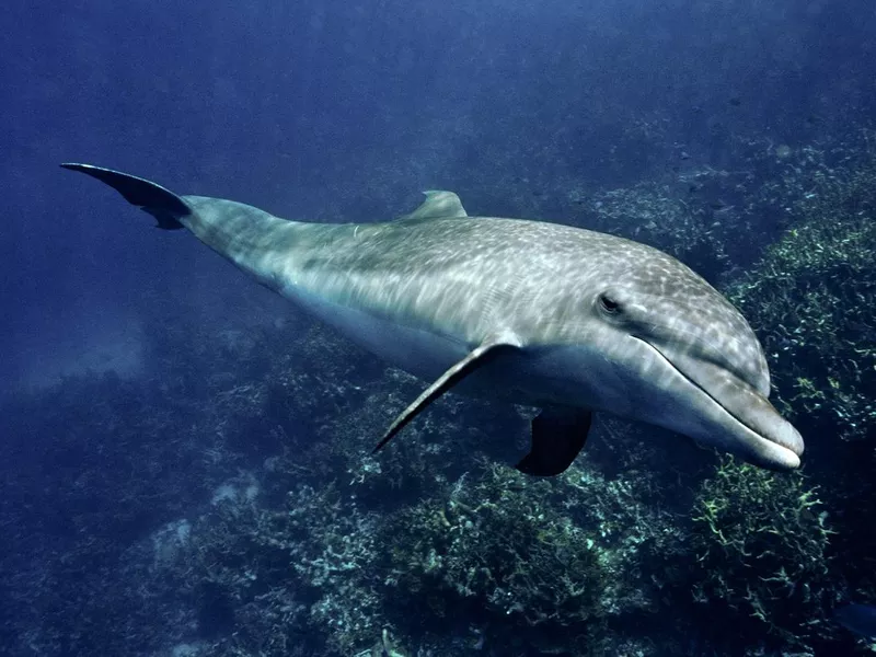 Spinner dolphin