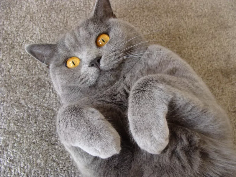 Adorable British shorthair