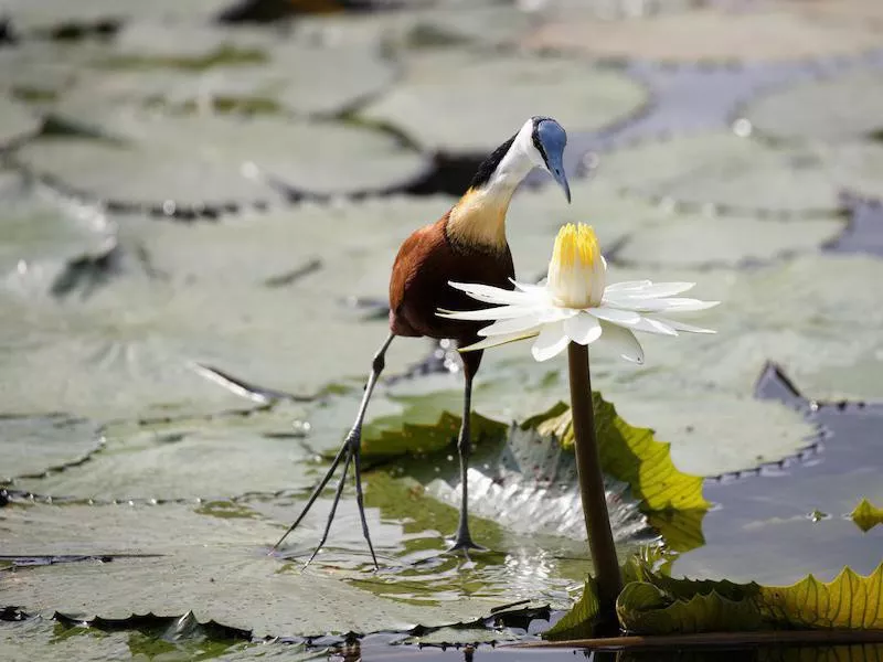 Jacana