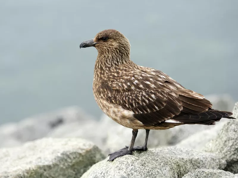 Great Skua