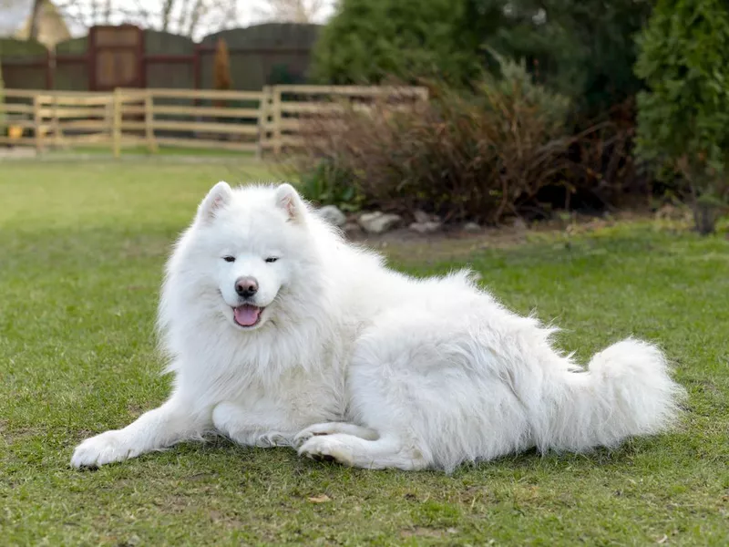 beautiful samoyed dog playing on the lawn in the garden