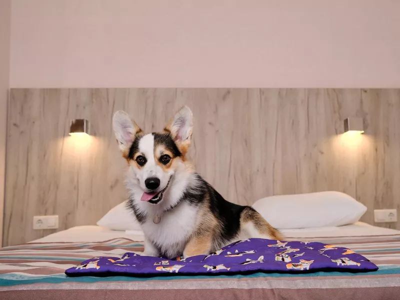 Tricolor Corgi resting on bed