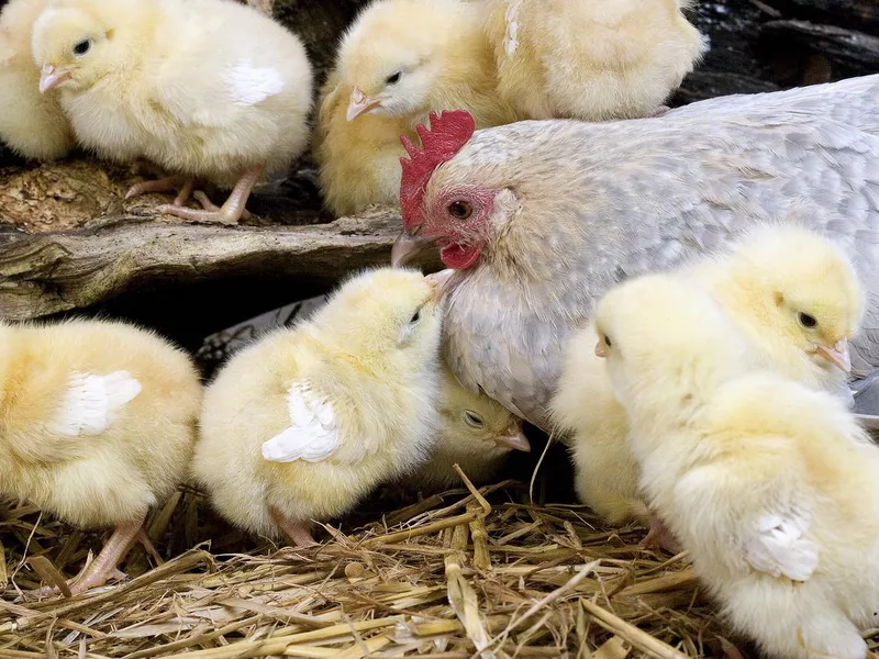 Belgian d’Uccle Bantam
