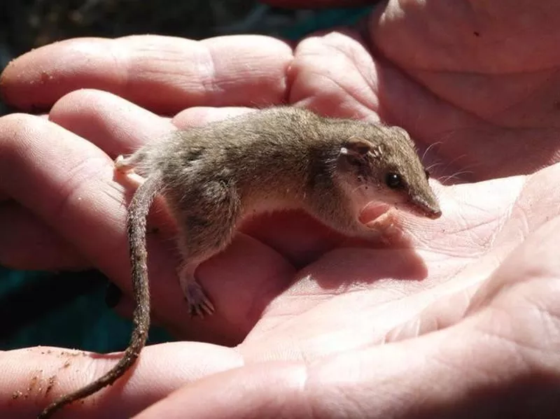 Long-Tailed Planigale
