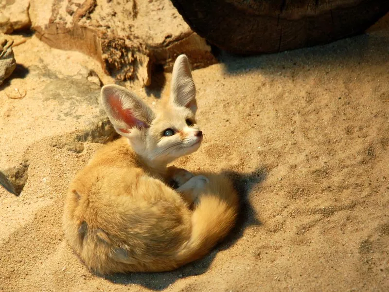 Desert Fox