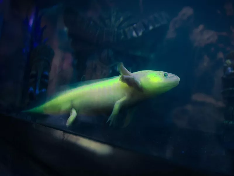 Axolotl light