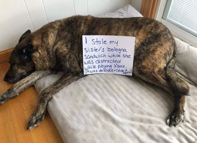 Dog ate bologna sandwich