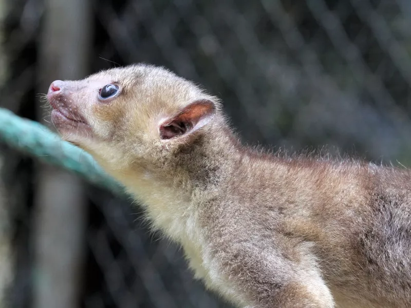 Kinkajou