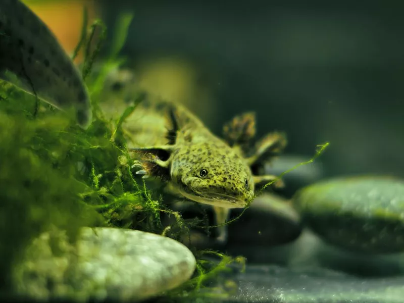 Axolotl eyes